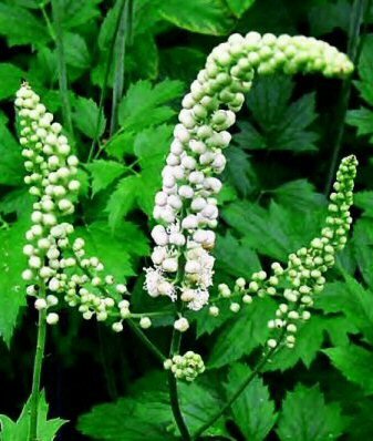 black cohosh What Is Menopause Menstrual Cycle